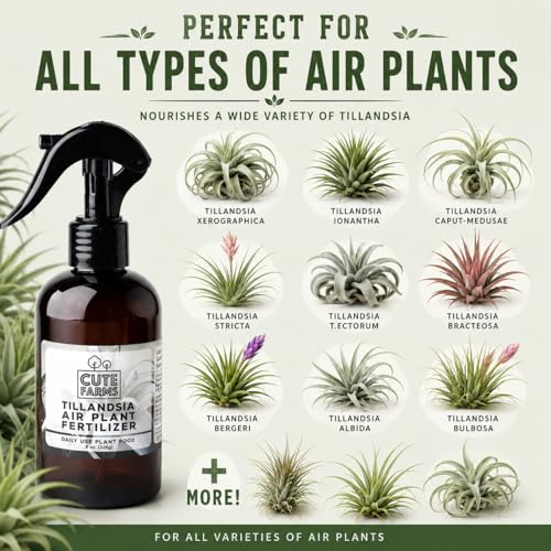 Cute Farms Tillandsia Air Plant Fertilizer | Gentle Daily Use Formula | Formulated Nutrients for Air Plants (8 oz Spray Bottle, 3 Pack) - size: 8 oz (3 Pack)