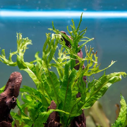 Java Fern Live Aquarium Plants - Potted Freshwater Plant for Fish Tanks - Beginner Friendly, Low Light (Windelov, 3 Pots) - color: Windelov, size: Pot - 3 Count