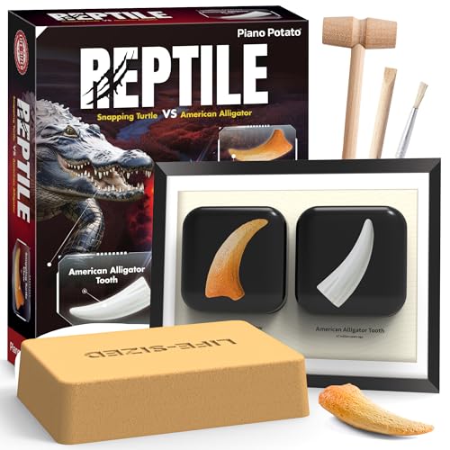 Reptile Dig Kit for Kids – Excavate Life-Sized American Alligator Tooth & Snapping Turtle Claw – STEM Science Educational Toy, Paleontology Activity Set with Display Frame, Ages 6+ - size: Alligator Tooth & Snapping Turtle Claw