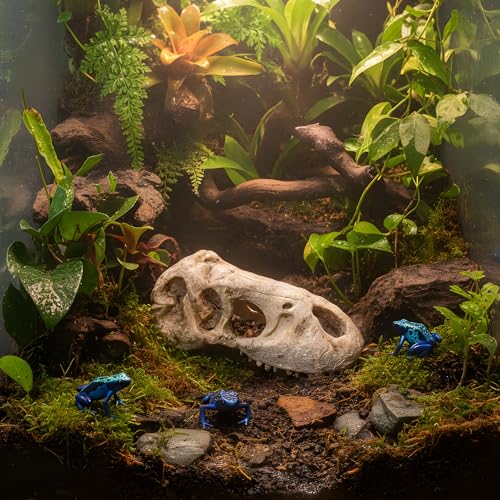 T-Rex Skull, Dinosaur Aquarium Decor & Reptile Terrarium Ornament | Large resin dinosaur fossil replica for fish tanks and reptile enclosures; Jurassic decor for gecko and lizard habitats