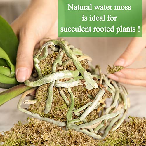 1.3LB Sphagnum Moss for Plants- 25QT Natural Long Fibers Orchid Moss | Moisture Retention & Drainage Balance, Plant Moss for Orchids, Succulents, Carnivorous, Ferns, Reptile Bedding & Terrariums - size: 25 QT(1.3 lb)