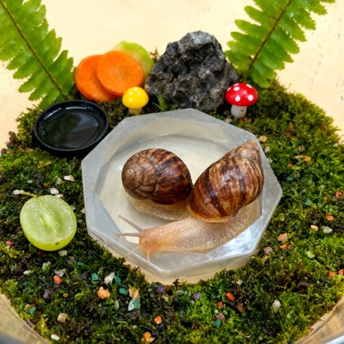 Silicone Snail Food Bowl and Water Dish 2-Pack Set, Soft Shallow Reptile Amphibian Feeding Dishes for Snails, Hermit Crabs, Frogs, Lizards, Small Pet Habitat Accessories (White)