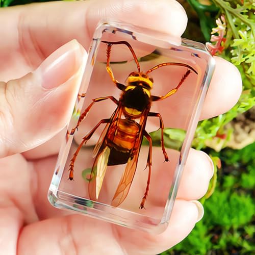 3pcs Taxidermy Spiders, Real Insect Bug Spiders Specimen in Resin, Clear Sealed for Closer-Look & Study in Healthy, Science Educational Classroom Specimens, Unique Amazing Gift (3.0x3.0x0.8-inch) - size: Medium 3PCS Spiders