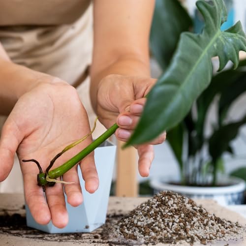 Doter Plant Propagation Potting Mix 2qt, Suitable for Rooting Plant Cuttings, Enhances Rooting by Providing Optimal Aeration and Drainage - size: 2qt