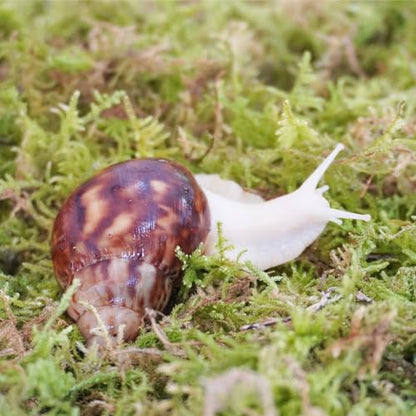 Natural Moss for Pet Snails, Perfect Pet Snail Supplies for Maintain The Humidity Levels in The Enclosure