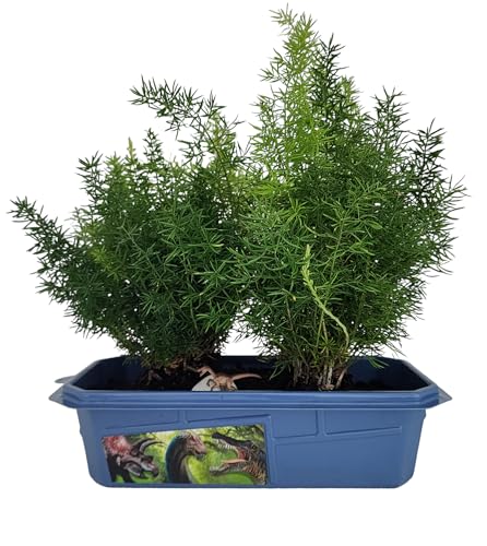 Toys By Nature Miniature Worlds Prehistoric Fern Garden Terrarium Starter Kit with Dinosaur Figure, Complete Supplies to Grow Year-Round Blooms! Indoor Miniature Garden (Prehistoric Dinosaur Land) - style: Prehistoric Dinosaur Land