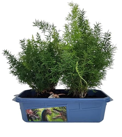 Toys By Nature Miniature Worlds Prehistoric Fern Garden Terrarium Starter Kit with Dinosaur Figure, Complete Supplies to Grow Year-Round Blooms! Indoor Miniature Garden (Prehistoric Dinosaur Land) - style: Prehistoric Dinosaur Land