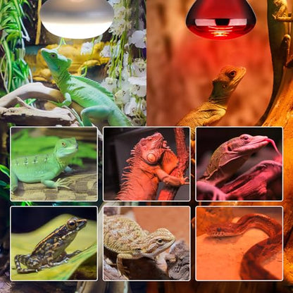 KINUR 2 Pack 75W Reptile Heat Lamp Bulbs, Reptile Day and Night Basking Spot Bulb Combo Amphibian Infrared Heat Lamp Bulb/UVA Basking Spot Daylight Heating Light Bulb - color: White 1pcs+red 1 Pack