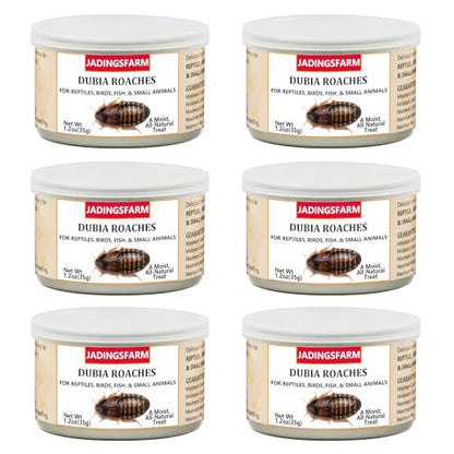 6 Pack Canned Dubia Roaches for Reptiles, Birds and Small Animals, Dubia Roaches, Healthy High Protein Treat, Reptile Food 7.2 Ounces Total