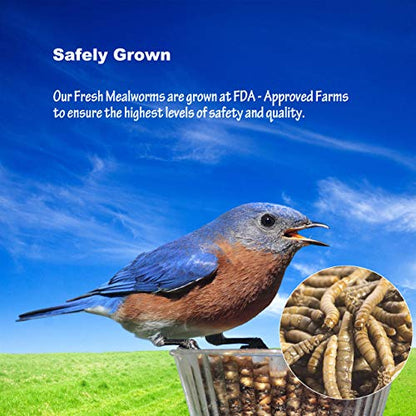 Amzey Fresh Mealworms 8.4 oz (1600 Count Total, 12 Bags) Superior to Live Meal Worms - Premium Food for Leopard Gecko, Birds, Sugar Glider, Hedgehog - High Nutritients, No Preservatives