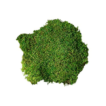 Galápagos (05350) Humid Environment Terrarium Kit – Essential Moss Accessories for Dart Frogs, Iguanas, Chameleons & Reptile Tanks