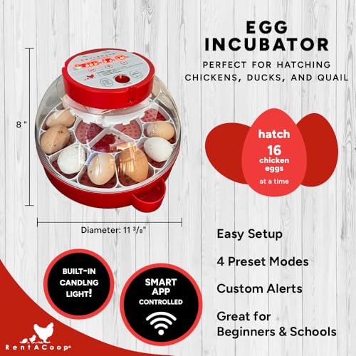 RentACoop 16-Egg Smart Incubator – App Controlled, Auto-Turn, Built in Candling Light Perfect for Chickens, Ducks, and Quail!