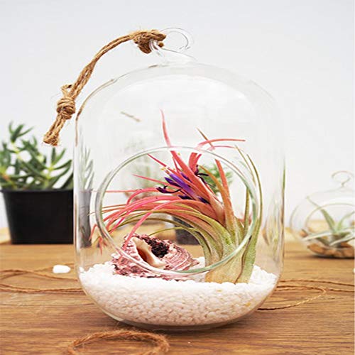 WGV Hanging Glass Plant Terrarium Bulk, Width 5", Height 6", Lantern DIY Air Succulent Planter Clear Tea Light Votive Candle Holder, Wedding Event Office Home Outdoor Decor, 3 Pieces