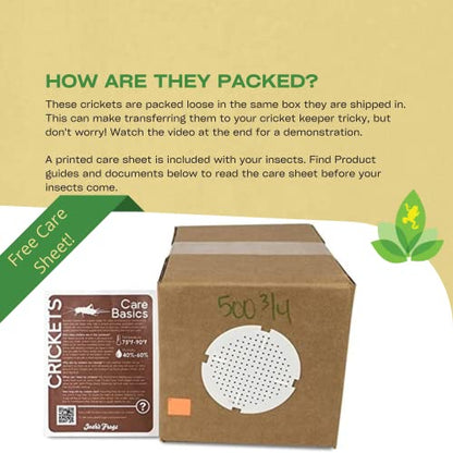 Josh's Frogs 3/4" Banded Feeder Crickets for Pets (500 Count) | Long Storage Protein Food Crickets, Healthy Active Prey for Leopard Geckos, Bearded Dragons, Tree Frogs, Frogs, Birds, Bats