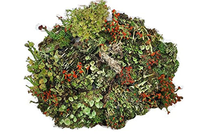 Live Lichen Assortment 4"x6" Bag for Terrariums and Fairy Gardens