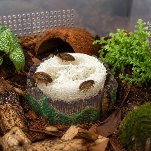 Cockroach Water Basin with 4 Loofah Set, Dubia Roach Water Dish, Dubia Roach Container for Roaches, Mealworms, Crickets, Isopods