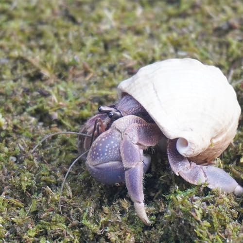 3.5oz Hermit Crabs Substrate, Ideal for Hermit Crab Supplies for Tank Habitat - size: 3.5oz