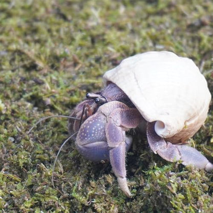 3.5oz Hermit Crabs Substrate, Ideal for Hermit Crab Supplies for Tank Habitat - size: 3.5oz