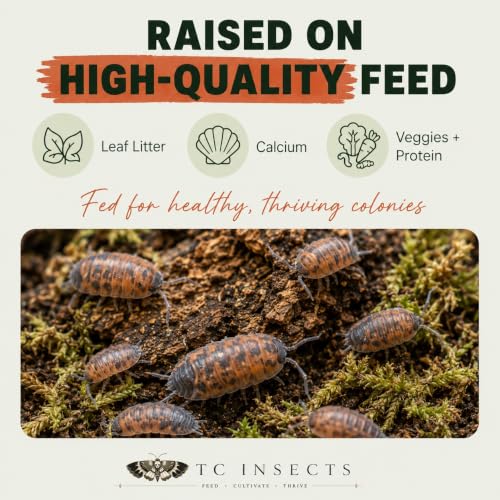 10 Porcellio scaber Lava | Live Isopods Bioactive Cleanup Crew | Live Arrival Nationwide!
