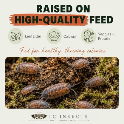 10 Porcellio scaber Lava | Live Isopods Bioactive Cleanup Crew | Live Arrival Nationwide!