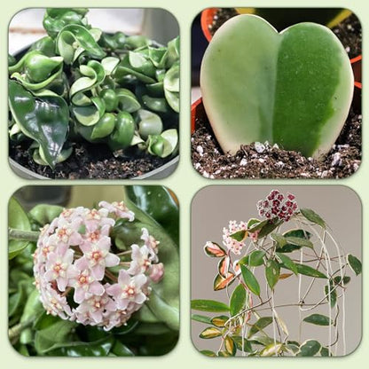 Doter Potting Soil Mix for Hoya 1qt, Custom Hand Blended Mixture Suitable for Indoor/Outdoor Potted Fern Plant - size: 1qt