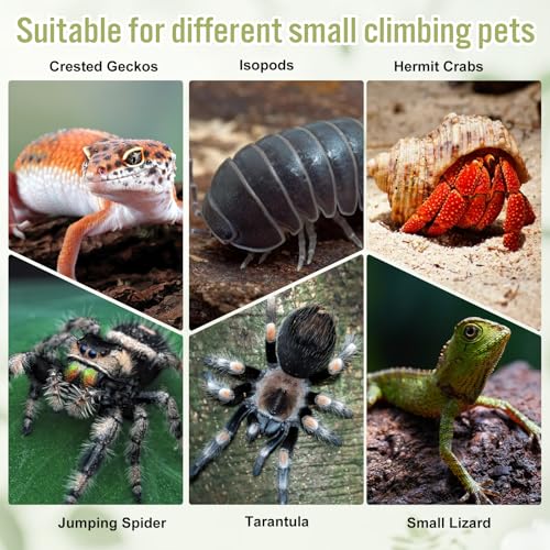 6 Pcs Gecko Food Cups, Crested Gecko Food and Water Bowl Reusable Silicone Crested Dish Feeding Cups for Lizard Anoles Bearded Dragons Tank Terrarium Accessories Supplies for Tortoise