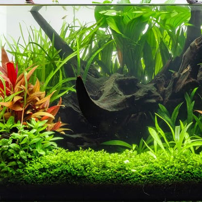 Ultum Nature Systems Driftwood - Amazon Drift Wood for Fish Tank, Planted Tank, Terriarium, Paludarium - Versatile Natural Driftwood Decor, Events Wood Centerpiece - Amazon Wood, M 9-16, 3 Pack - size: 9-16" 3-Pack