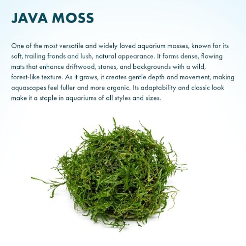 Java Moss Live Aquarium Plant - Freshwater Fish Tank Decorations for Natural Decor (Golf Ball) - color: Java - Golf Ball, size: 1 Pack