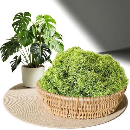 Fake Moss Moss for Crafts 3.52oz Artificial Moss for Crafts, Faux Moss for Fairy Garden, DIY Decorative, Model Making, Walls, Glass Containers, Home