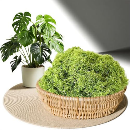 Fake Moss Moss for Crafts 3.52oz Artificial Moss for Crafts, Faux Moss for Fairy Garden, DIY Decorative, Model Making, Walls, Glass Containers, Home