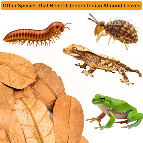 Leaf Litter for Isopods – 80 Pcs 4" Natural Indian Almond Catappa Leaves for Bioactive Vivariums, Terrariums & Aquariums, Tarantulas, Spiders, Millipedes, Crickets & Reptiles