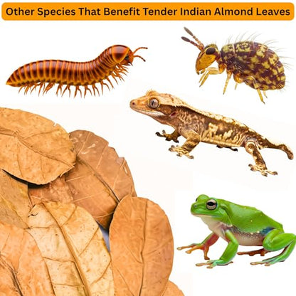 Leaf Litter for Isopods – 80 Pcs 4" Natural Indian Almond Catappa Leaves for Bioactive Vivariums, Terrariums & Aquariums, Tarantulas, Spiders, Millipedes, Crickets & Reptiles