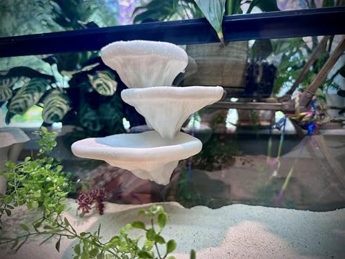 Mushroom Ledge for Terrarium – Climbing & Resting Platform with Suction Cups (Bone, 6''x4.5''x5.25'') - color: Bone