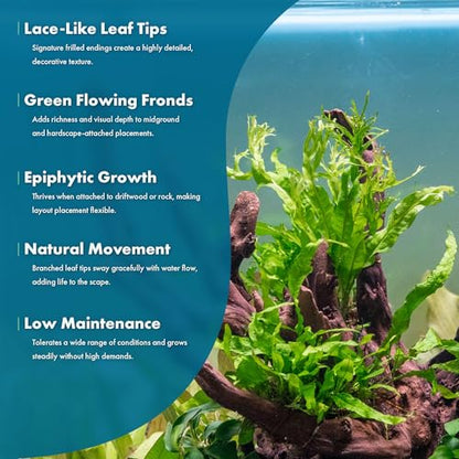 Java Fern Live Aquarium Plants - Potted Freshwater Plant for Fish Tanks - Beginner Friendly, Low Light (Windelov, 3 Pots) - color: Windelov, size: Pot - 3 Count