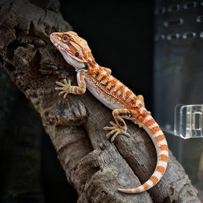 8" x 6"x 3.9" Mini Reptile Terrarium,Small Plastic Terrarium for Lizards Frogs Snakes,Transparent Spider Scorpion Insect Enclosure with Ventilation,for Pet Breeding Molting and Isolation Habitat