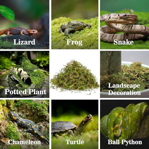 Sukh Sphagnum Moss for Reptiles - Terrarium Reptiles Moss Green Dried Peat Moss Habitat Bedding Moss for Snakes Turtle Frog Gecko and Other Reptiles Substrate (30, Ounces) | Habitat Bedding for Gecko, Snake, Turtle, Frog, Bearded Dragon, Jumping Spider, C