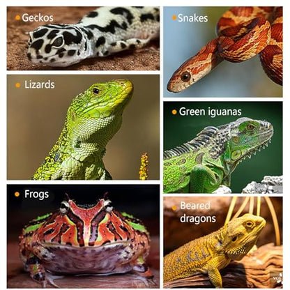 Reptile Water Bowl - Anti-Escape Crested Gecko Food Dish, Reptile Amphibian Feeders, Polystyrene | Snake Water Bowl for Habitat Feeding Gecko Chameleon Terrarium Frog Tank Lizard Tortoise Cage Le - color: Blue