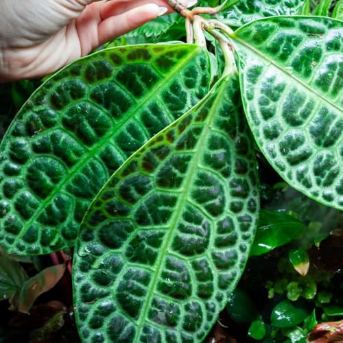 Live Jungle Plant - Labisia Sp Turtle Back - Terrestrial Plants for Paludarium, Reptile Enclosure, High Humidity Displays - color: Labisia Sp Turtle Back, size: Loose / Bare Root