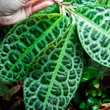 Live Jungle Plant - Labisia Sp Turtle Back - Terrestrial Plants for Paludarium, Reptile Enclosure, High Humidity Displays - color: Labisia Sp Turtle Back, size: Loose / Bare Root