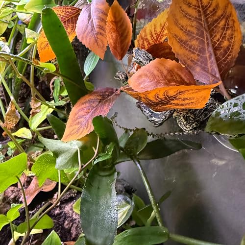 Reptile Climbing Vine 2-Pack – Resin Driftwood with Suction Cups & Bendy Ivy (Medium-Large 10") for Terrariums, Geckos, Lizards, Snakes, and Reptile Habitats (Classic Ivy) - color: Classic Ivy
