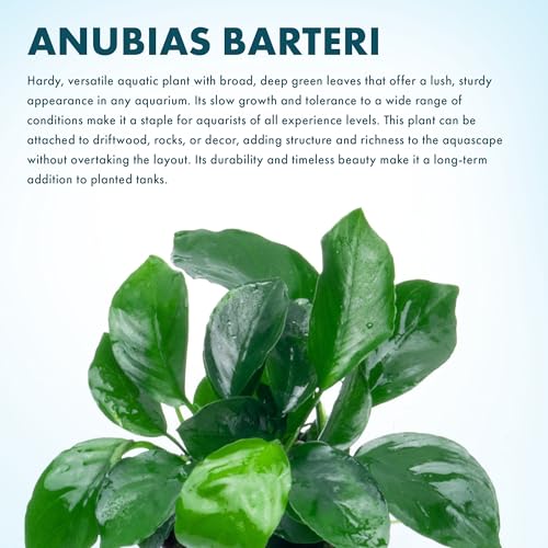 Anubias Live Aquarium Plants - Potted Freshwater Plant for Fish Tanks, Terrariums - Beginner Friendly Low Light (Barteri, 5 Pots) - color: Barteri, size: 5 Pots