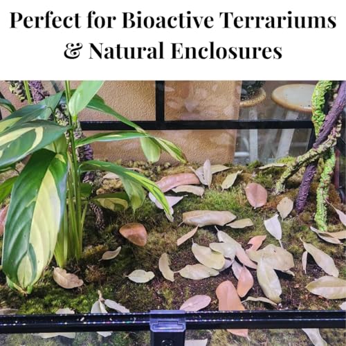 Texas Live Oak Leaf Litter for Reptiles, Bioactive Substrate, Leaf Litter for Isopods, Natural Habitat Enrichment, Terrariums and Vivariums, (1 Gallon) - size: 1 gallon - standard