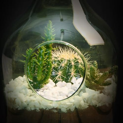 eeschert Design - 3 Litre DIY Plant Terrarium