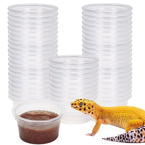 AIICIOO Gecko Feeder Ledge Cup 1oz Plastic Bowls 50 Pack Reptile Food Feeder Water Dish Ledge Accessories Bowls for Crested Gecko Lizards Chameleon Spiders Snake Frogs - size: Feeding Cup 50Pcs