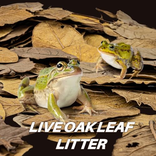 MAQIHAN 11oz Oak Leaf Litter - Dry Substrate for Reptile Isopod & Bioactive | Whole Natural Oak Leaves for Terrarium, Forest Floor Habitat, Premium Enclosure Bedding for Snake, Frog, Gecko, Lizard - size: 11.3 OZ