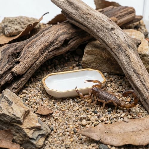 6 Pcs Ant Mini Feeding Dish Cricket Plastic Eating Basin for Ant Scorpion Cricket Snail Crab Manti Millipede Small Insects