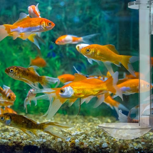 IMIKEYA Fish Tank Shrimp Feeder Tube with Acrylic Feeding Tool and Cleaning Brush, 15cm Aquarium Feeder for Betta and Small Shrimp Feeding