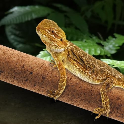 Reptiles Use Cork Branches Climb Branches,Natural Climbing Pet Cork Stick Natural Tree Frog Cork Wood Stick Branch for Reptiles Climbing Branches Frogs, Snakes, Lizards, Bearded Dragons - size: 11.81"D x 1.65"W x 1.65"H