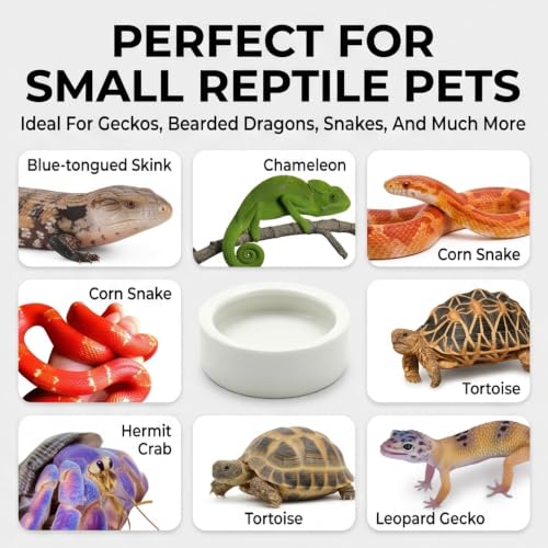 Reptile Food Dish Bowl, 2 Pack Lizard Gecko Ceramic Mealworms Bowls for Leopard Bearded Dragon Chameleon Hermit Crab Dubia Cricket Anti-Escape Superworm Feeder (Medium-2Pack) - size: Medium-2Pack