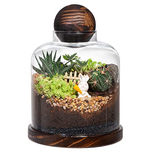 Large Glass Terrarium Succulent Plant Terrarium House for Plant/Moss Ball/Glass Fish Tank Mini Table with Wood Base & Ball lid Office Home Decoration | Mini Table with Wood Base/Ball lid Office Home Decoration - size: H-7IN